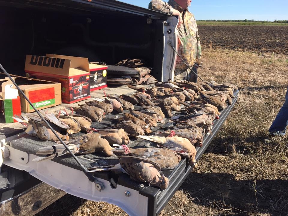 Dove Hunts