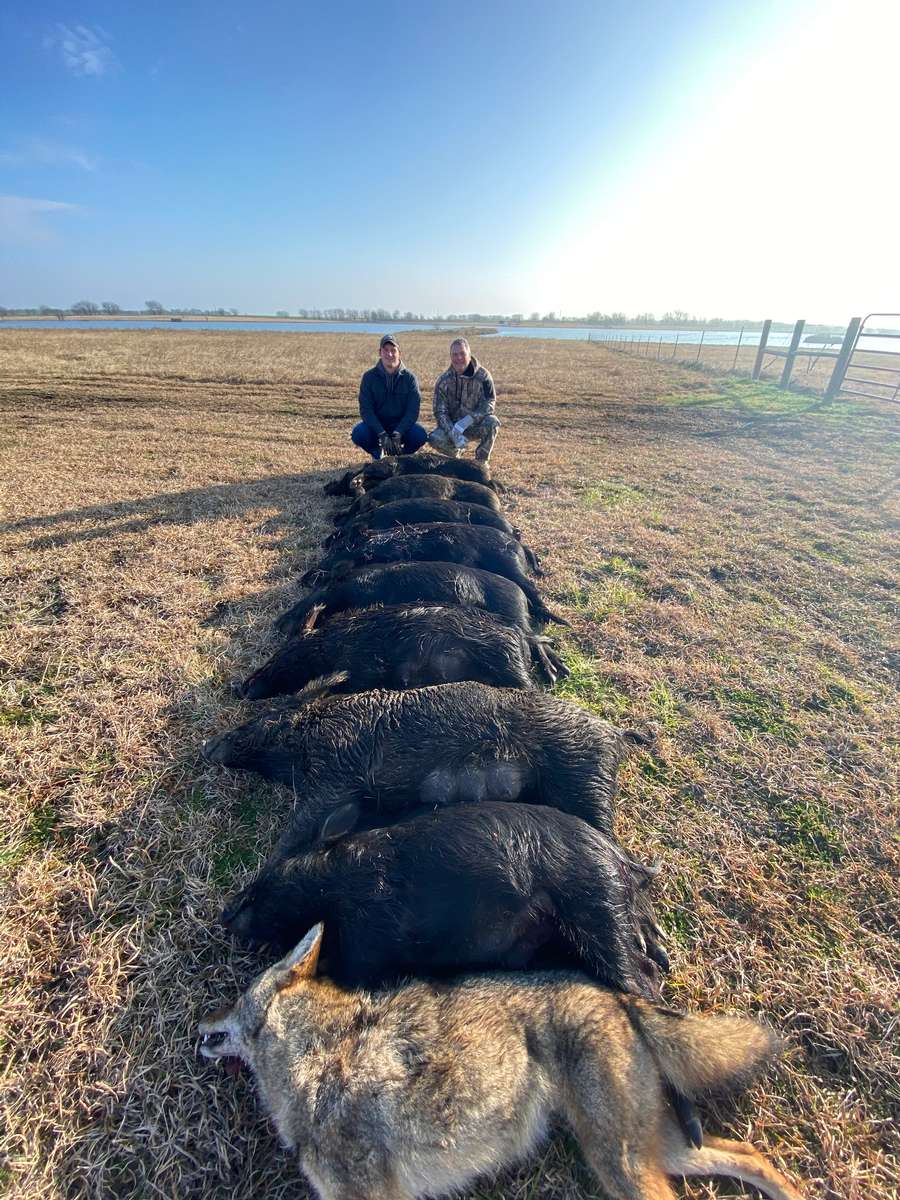 texas hog hunts