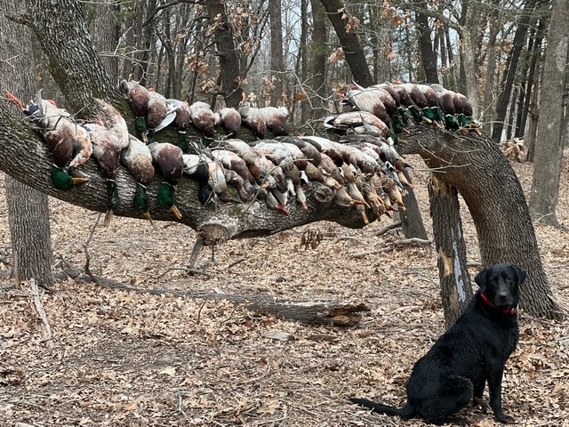 Oklahoma Flooder Timber Duck Hunts