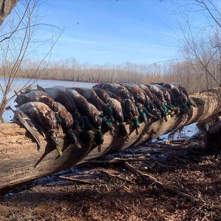 Oklahoma Guided Duck Hunts | All Inclusive Waterfowl Packages | Swamp ...